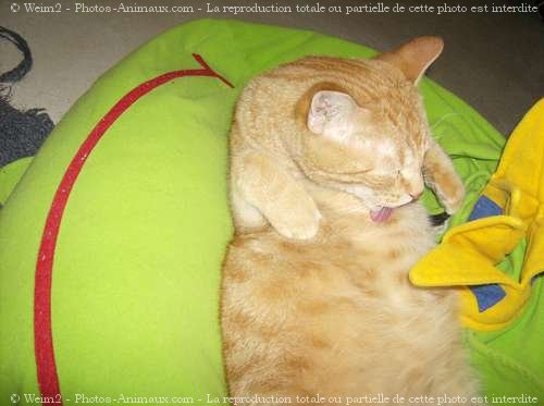 Photo de Chat domestique