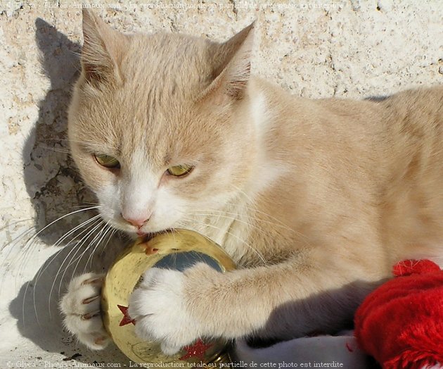 Photo de Chat domestique