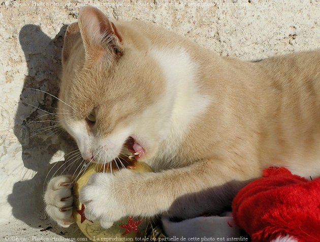 Photo de Chat domestique