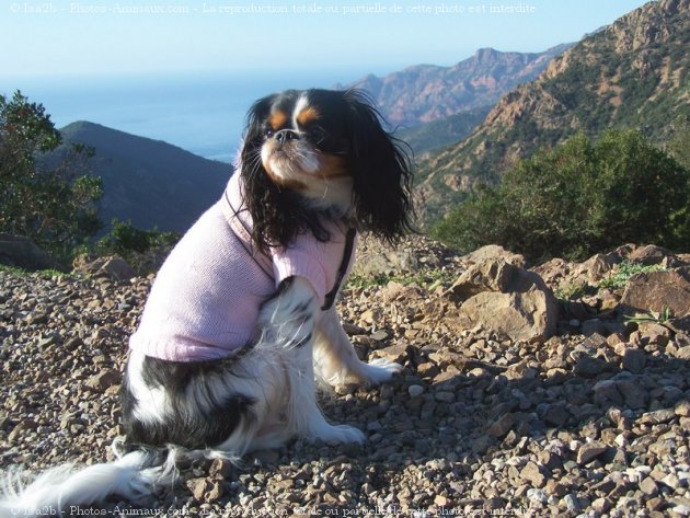 Photo de Cavalier king charles spaniel