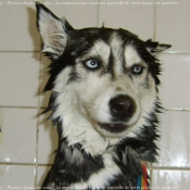 Photo de Husky siberien