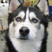 Photo de Husky siberien