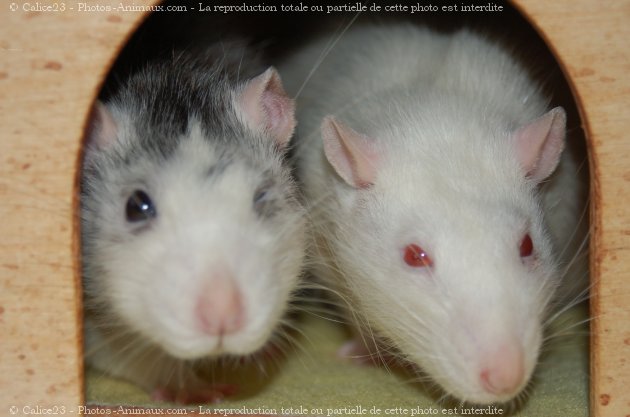 Photo de Rat