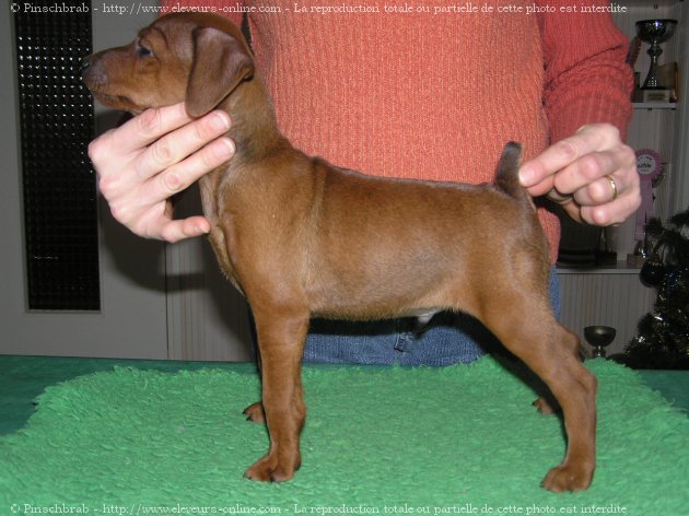 Photo de Pinscher nain