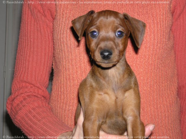 Photo de Pinscher nain