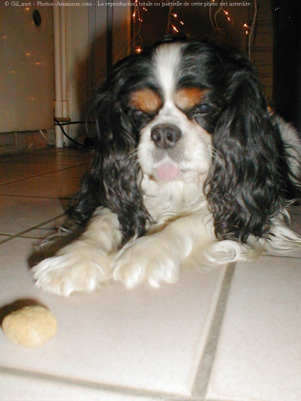 Photo de Cavalier king charles spaniel