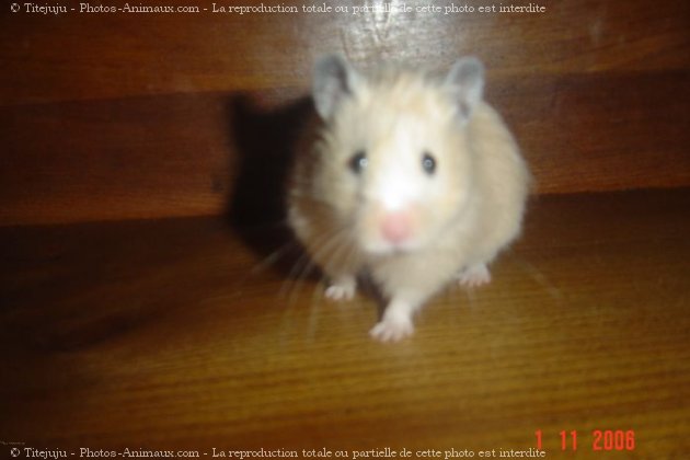 Photo de Hamster