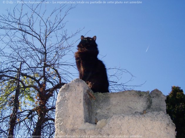 Photo de Chat domestique