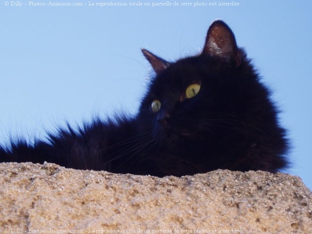 Photo de Chat domestique