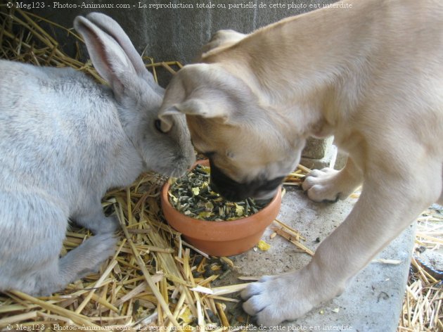 Photo d'American staffordshire terrier