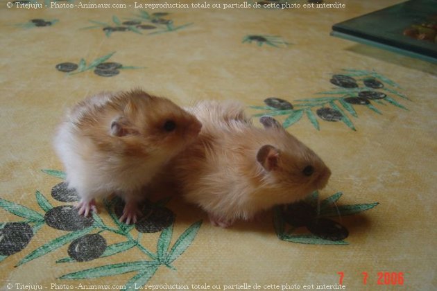 Photo de Hamster