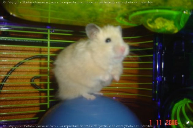 Photo de Hamster