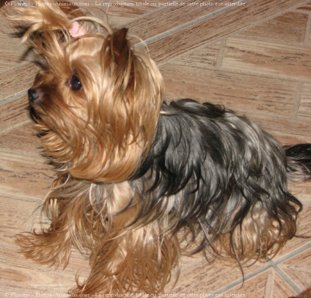 Photo de Yorkshire terrier