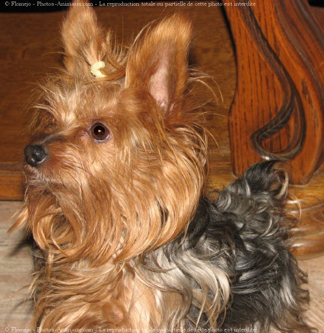 Photo de Yorkshire terrier