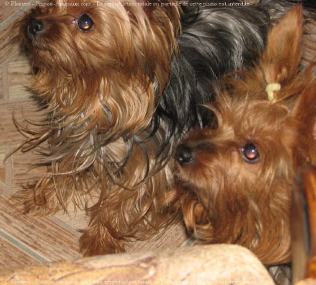 Photo de Yorkshire terrier