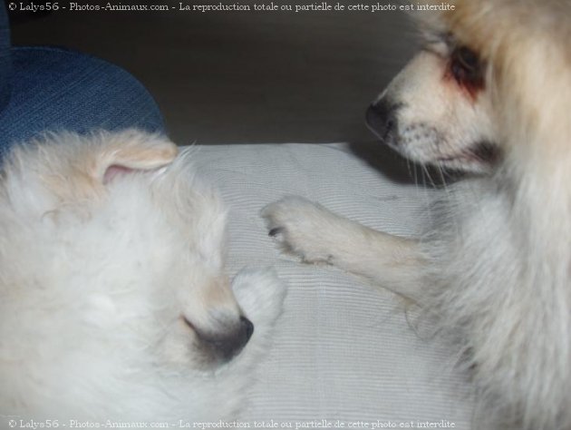 Photo de Spitz moyen