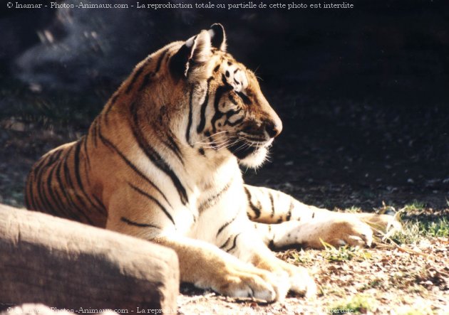 Photo de Tigre