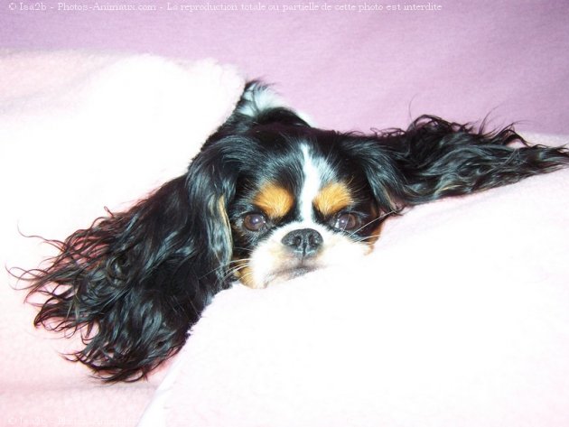 Photo de Cavalier king charles spaniel