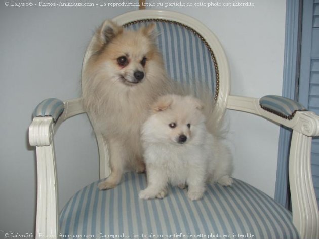 Photo de Spitz moyen