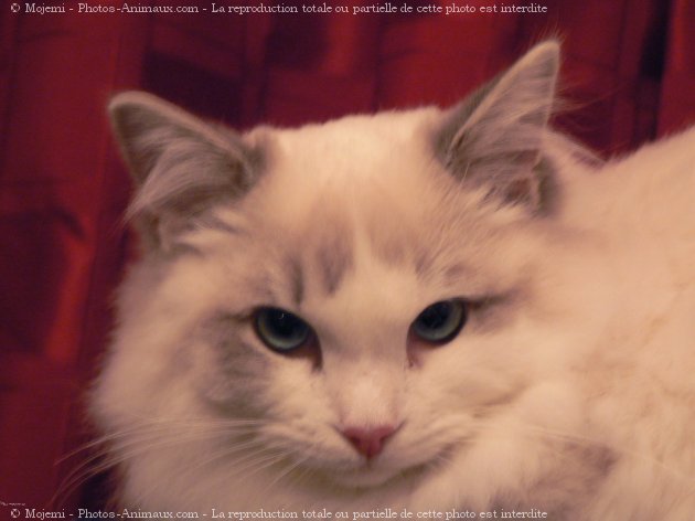 Photo de Ragdoll