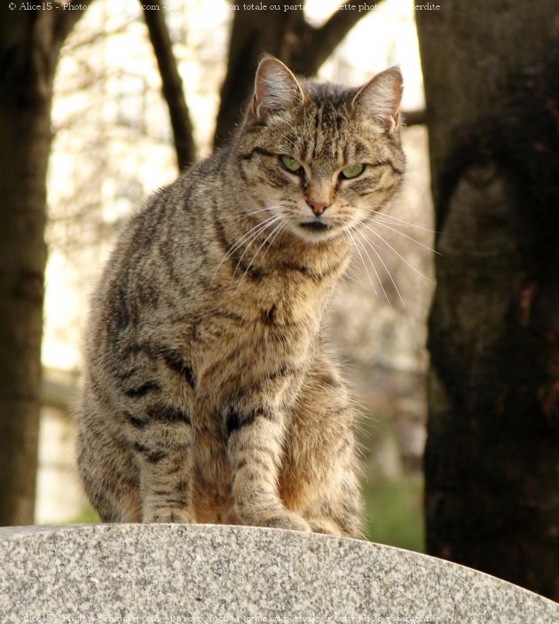 Photo de Chat domestique