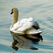 Photo de Cygne