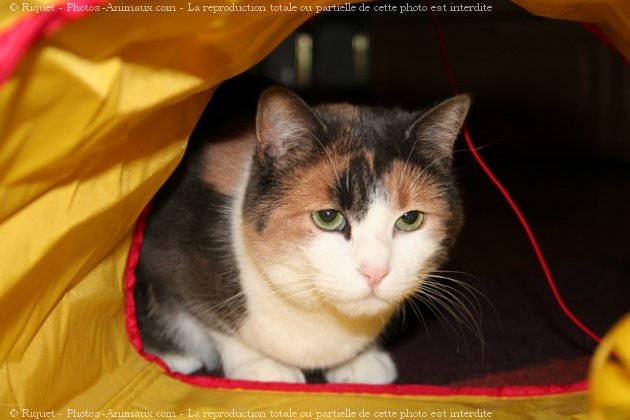 Photo de Chat domestique