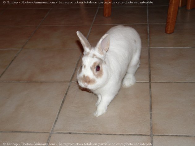 Photo de Lapin