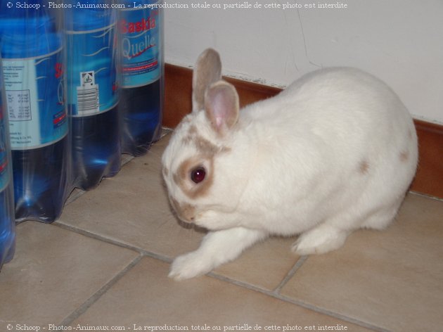 Photo de Lapin