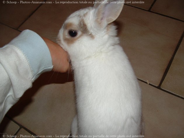 Photo de Lapin