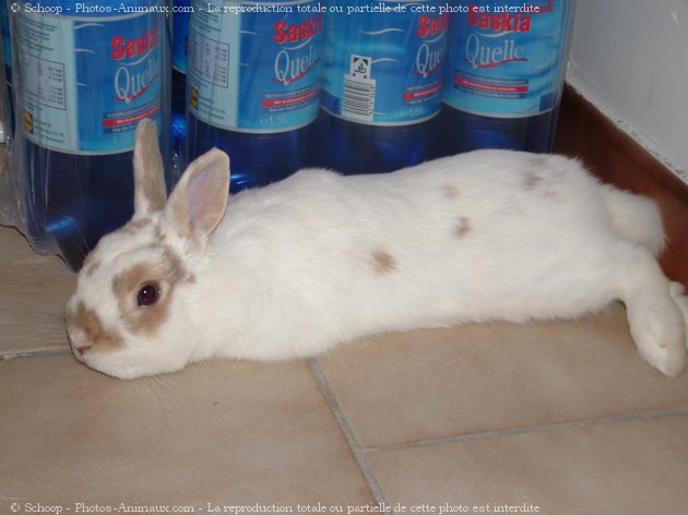 Photo de Lapin