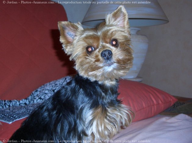 Photo de Yorkshire terrier