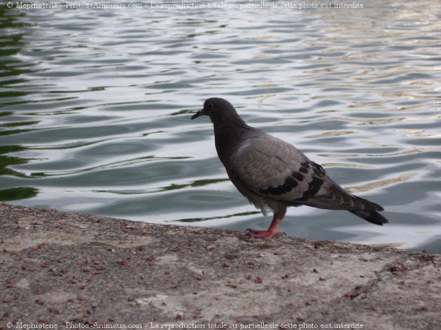 Photo de Pigeon