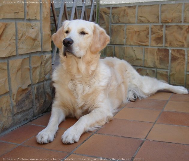 Photo de Golden retriever