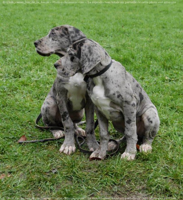 Photo de Dogue allemand