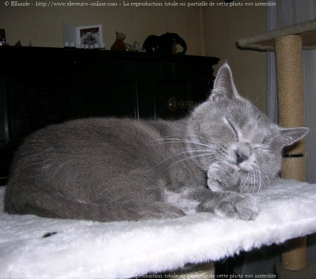 Photo de Chartreux