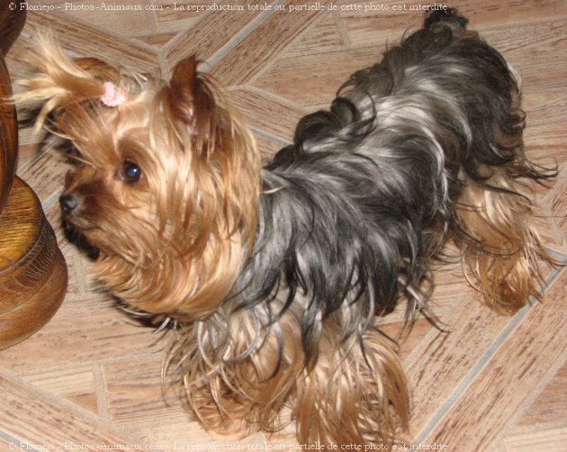 Photo de Yorkshire terrier