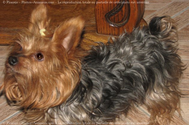 Photo de Yorkshire terrier