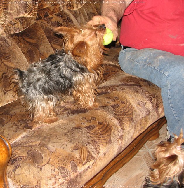 Photo de Yorkshire terrier