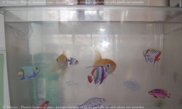 Photo de Poissons rouges