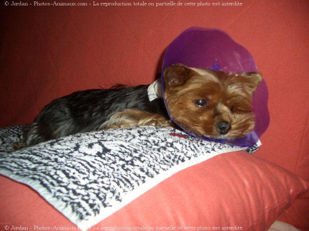 Photo de Yorkshire terrier