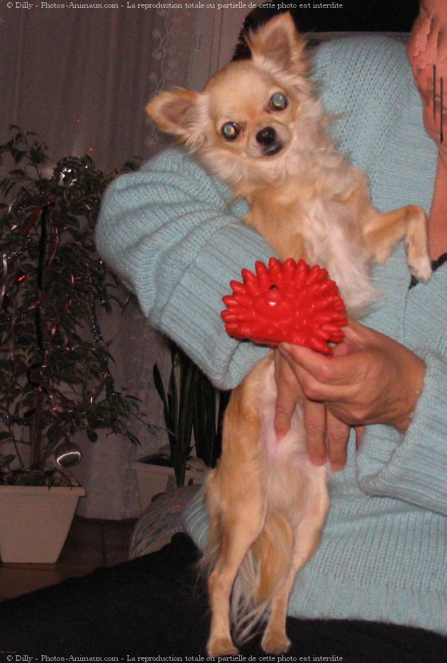 Photo de Chihuahua  poil long