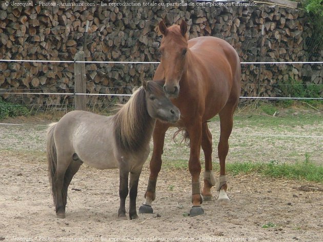 Photo de Selle franais