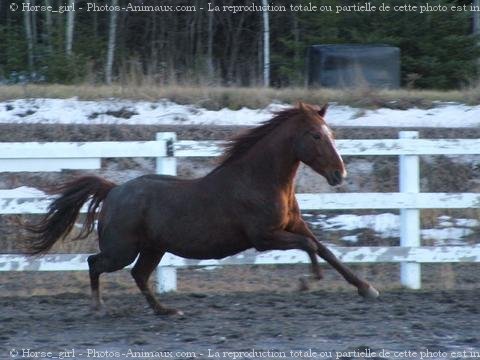 Photo de Quarter horse