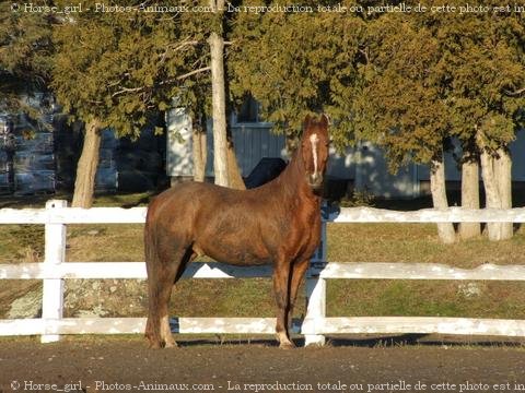 Photo de Quarter horse