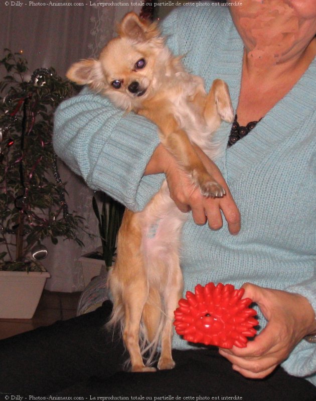 Photo de Chihuahua  poil long