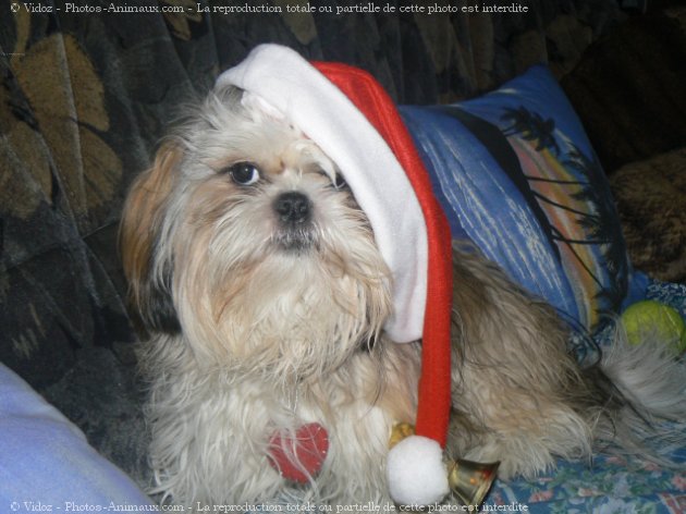 Photo de Shih tzu