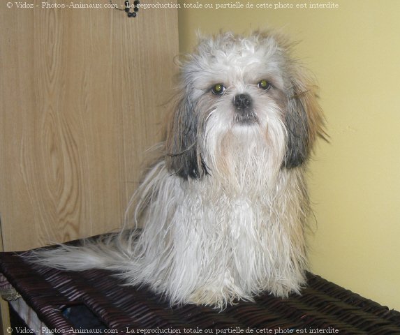 Photo de Shih tzu