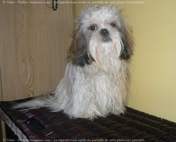 Photo de Shih tzu