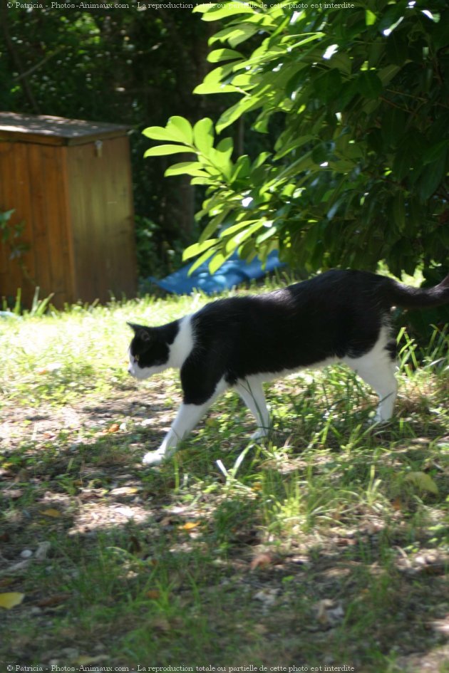 Photo de Chat domestique